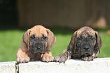 DOGUE ALLEMAND 804